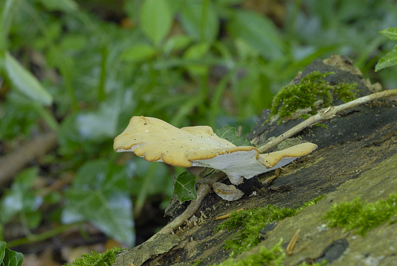Polyporus leptocephalus